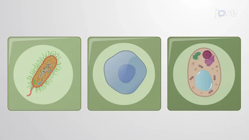 Cell Diversity