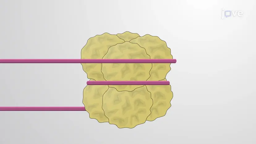 The Nucleosome