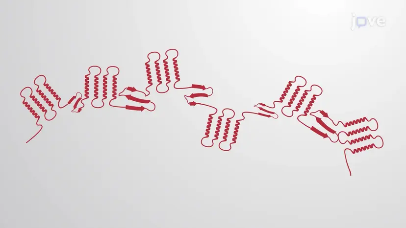 The Proteasome