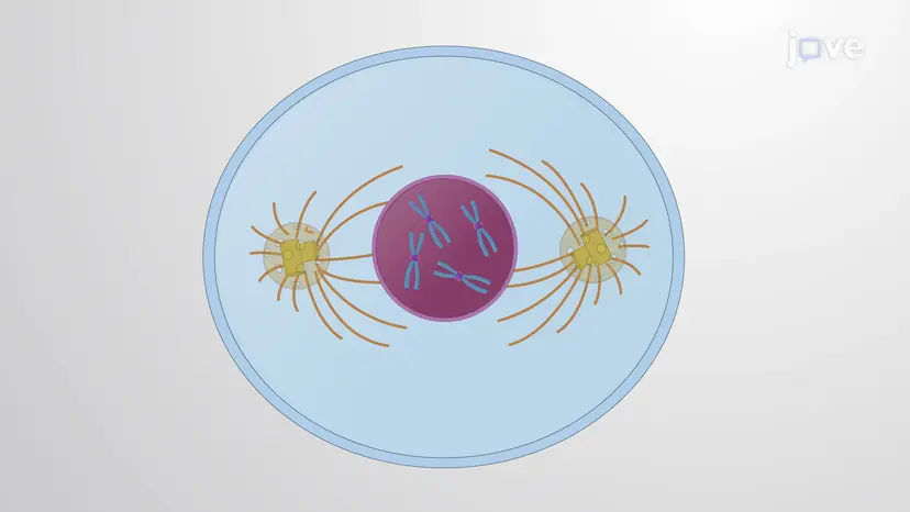 Centrioles and Centrosomes