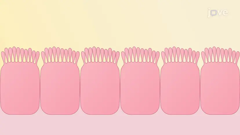 Microvilli