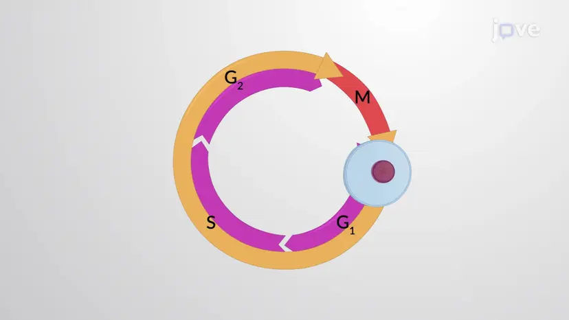 The Cell Cycle Control System