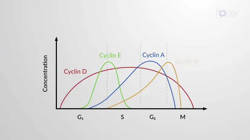 Molecular Factors Affecting Cell Division