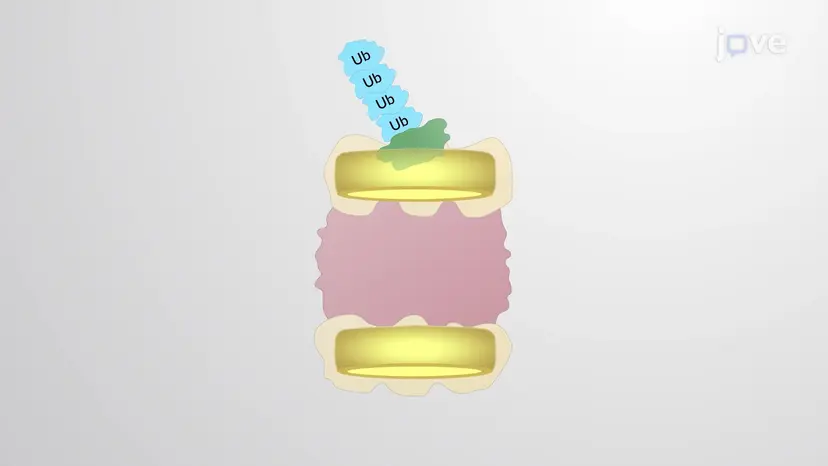 The Proteasome Structure