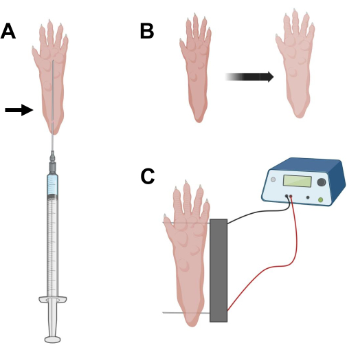 figure-protocol-11055
